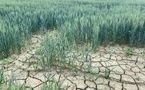 Tchad : à Bongor, la culture irriguée du riz menacée par une pénurie de gaz