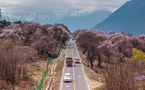 Peach blossoms in full bloom draw visitors from afar to Nyingchi, Xizang