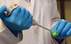 La fièvre de Lassa, un nouveau cauchemar post ébola pour l'Afrique?