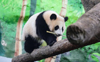 At Moscow Zoo, a panda family charms crowds and symbolizes China-Russia friendship