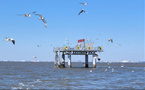 Coastal city in N China restores marine ecology with underwater seagrass meadows
