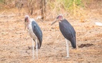 Tourisme - À la découverte du Marabout d'Afrique, emblème des zones humides tchadiennes