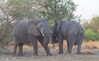 Tourisme - Les géants silencieux de Zakouma : La majesté des éléphants au cœur de la conservation au Tchad