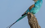 Tchad - Tourisme : Le Rollier d’Abyssinie, un Allié Écologique aux Couleurs Éclatantes