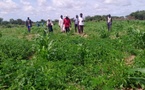 Tchad : au Guéra, Akouna Tirane est un cultivateur qui inspire sa communauté