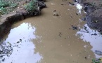 Centrafrique : À Batangafo, l'Institut Pasteur et MSF luttent contre le paludisme avec une approche innovante