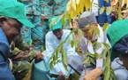 Tchad : lancement de la semaine de l’arbre édition 2025 dans le Logone Occidental