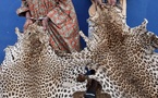 Afrique :  34 trafiquants d’espèces fauniques arrêtés dans 5 pays africains