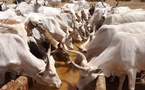 Tchad : Un homme accusé de vol de bœufs est dénoncé par ses complices impayés