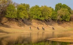 Rupture des accords : African Parks réagit à la décision du Tchad
