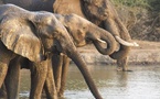 Tchad : SOS Éléphants s'inquiète de la résiliation du partenariat avec APN