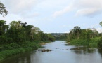 Cameroun:Une centaine de défenseurs de l'environnement attendus à Yaoundé