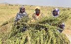 Tchad - Abéché : De l'espoir dans les champs pour les femmes bénéficiaires