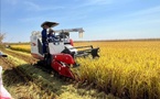 Tchad : récolte du riz à Bongor, la technologie agricole chinoise mise à contribution