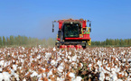 Technology drives development of Xinjiang's cotton industry