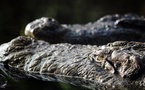 Tchad : une fillette de 13 ans grièvement blessée par un crocodile près de Dagour