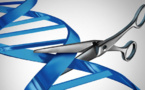 Des ciseaux génétiques pour le cerveau (CRISPR-Cas9)
