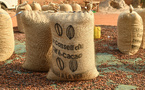 Côte d’Ivoire : campagne cacao 2025-2026, le prix bord champ fixé à 1200 FCFA/kg