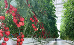 China's greenhouse technology goes global, benefiting farmers worldwide