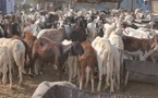 Aïd el-Fitr : les prix des moutons s’envolent, les ménages sous pression à N’Djamena