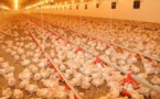 Cameroun : la grippe aviaire est de retour