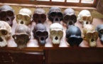 Cameroun /Abong-Mbang : deux individus arrêtés avec des crânes de chimpanzé