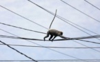 1,5 million de Kenyans bientôt raccordés à l’électricité grâce à un prêt de la BAD‏