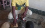 Cameroun : un trafiquant faunique arrêté à Njombe