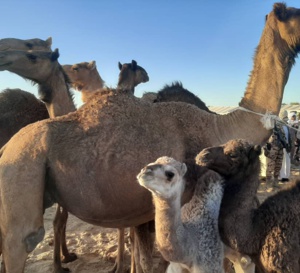 Tchad : des chameaux offerts au PCMT