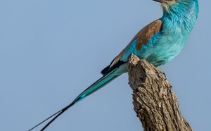 Image : Zakouma National Park