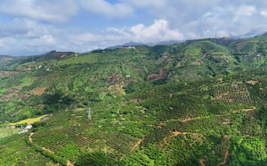 Early-season mangoes drive income growth, green development in Yuanjiang in SW China