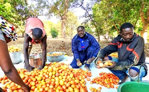 Moyen-Chari : Les premières tomates du projet RENFORT arrivent sur le marché