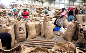Côte d'Ivoire : le prix bord champ du kilogramme de la noix de cajou fixé à 400 FCFA