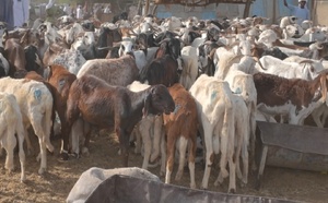 Aïd el-Fitr : les prix des moutons s’envolent, les ménages sous pression à N’Djamena