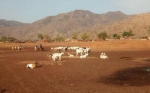 Tchad : vol de bétail à Andé (Guéra), une mobilisation exemplaire permet la récupération des animaux