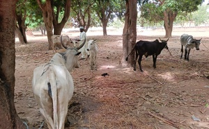 Tchad : deux suspects arrêtés pour vol de bœufs au Moyen-Chari