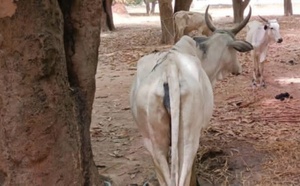 Tchad : au Guéra, des actes de vols de bétail signalés dans deux départements