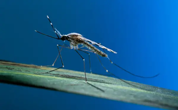 Paludisme : les pays exhortés à agir pendant la "fenêtre d'opportunité" actuelle