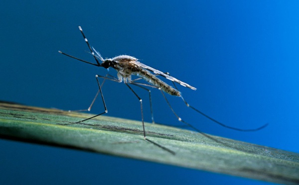 La Chine est certifiée exempte de paludisme par l'OMS