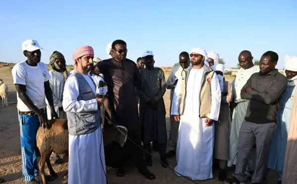 Tchad : les Émirats arabes unis livrent 200 têtes de bétail à Amdjarass