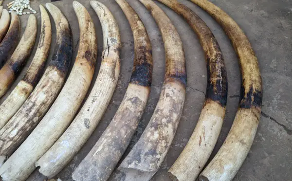 Trafic d’ivoire en Afrique : environ 50 000 éléphants tués annuellement