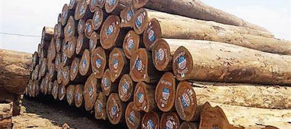 Guinée Equatoriale : l'exportation des bois en grumes sera interdite à partir du juin prochain