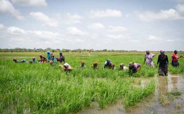 La BAD approuve un prêt de 66 millions $ pour renforcer les fonds propres de la Banque de développement agricole de Tanzanie