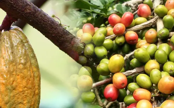 Côte d’Ivoire : Le Conseil Café-Cacao ivoirien en guerre contre les opérateurs libanais du cacao