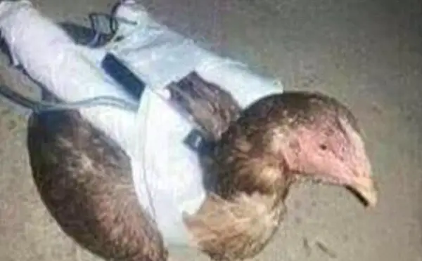 L'Etat Islamique (Daesh) utilise des "poulets kamikazes" et des "drônes"