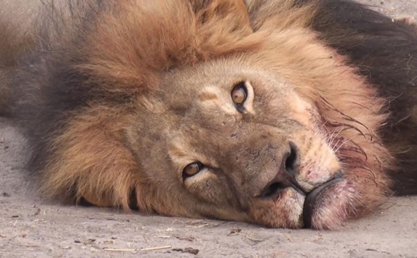 On s'inquiète pour un lion pas pour les massacres de Boko Haram? le monde est à l'envers!