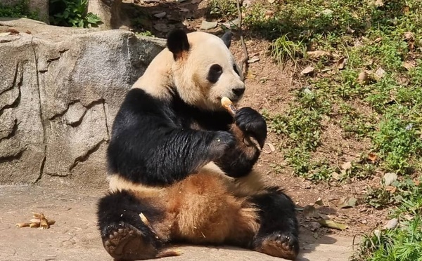 Chine : Les pandas géants de Dujiangyan, symboles de paix et d'amitié