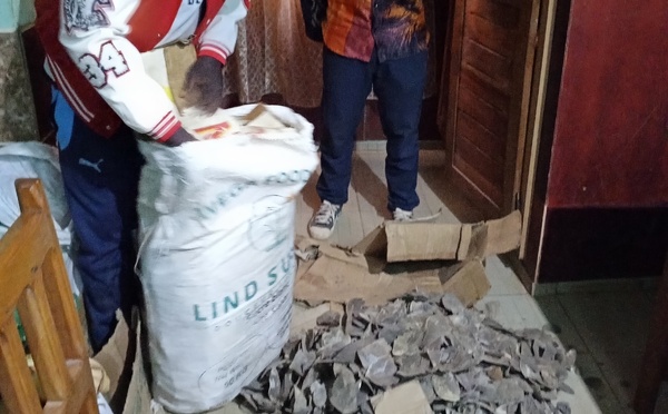 Cameroun : deux personnes arrêtées avec 90 kg d'écailles de pangolin géant à Tibati
