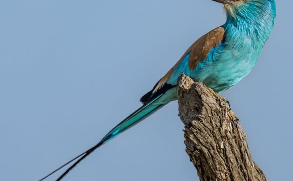 Image : Zakouma National Park