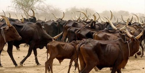 Tchad : premier fournisseur de bétail au Cameroun avec 35,7 milliards de FCFA d’exportations en 2024